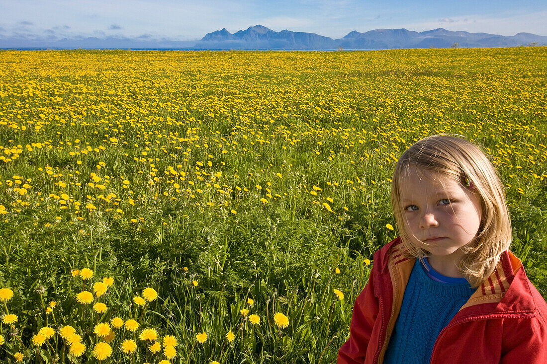 Kind, Mädchen vor Löwenzahn Blumenwiese, bei Hadselsand, Insel Austvagoya, Lofoten, Norwegen, MR