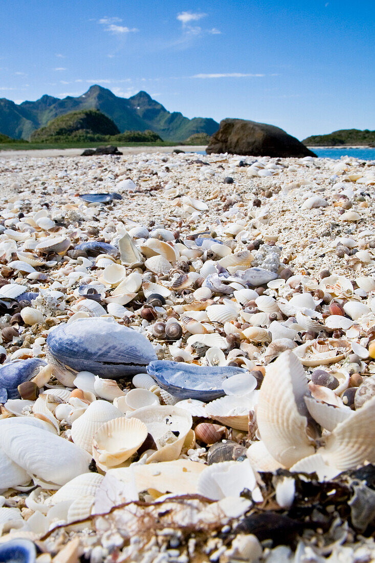 Shells on the beach of Store Molla Island, Lofoten, Norway