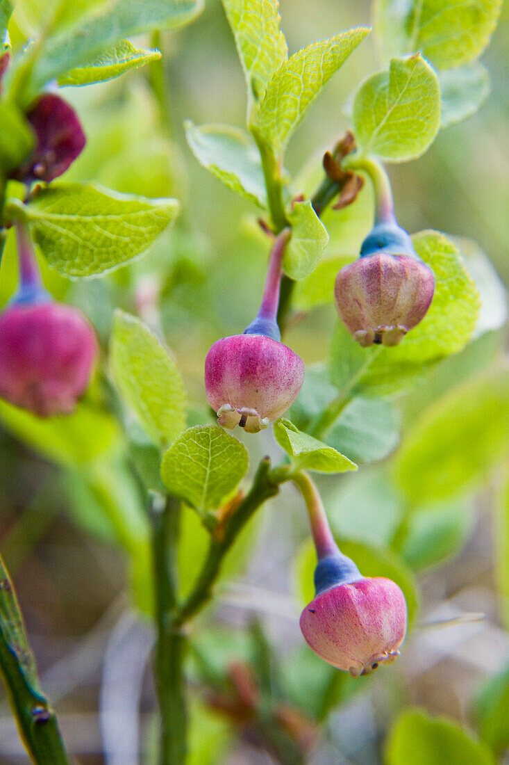 Blüte der Heidelbeere, Blaubeere, Vaccinium myrtillus, Lofoten, Norwegen