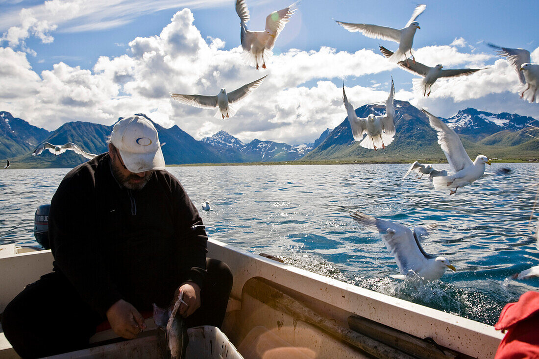 A fisherman cleaning his caught fish, seagulls flying around, Hadselsand, Austvagoya Island, Lofoten, Norway