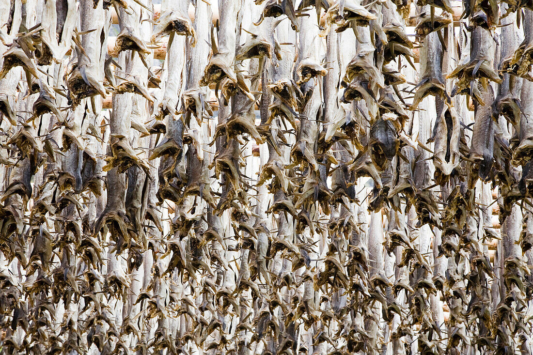 Stockfish drying at a village, Moskenesoya Island, Lofoten, Norway