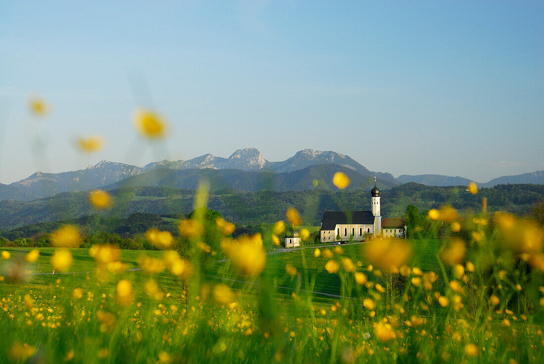 View over meadow with buttercups to pilgrim church Wilparting, mount Wendelstein in background, Irschenberg, Upper Bavaria, Bavaria, Germany