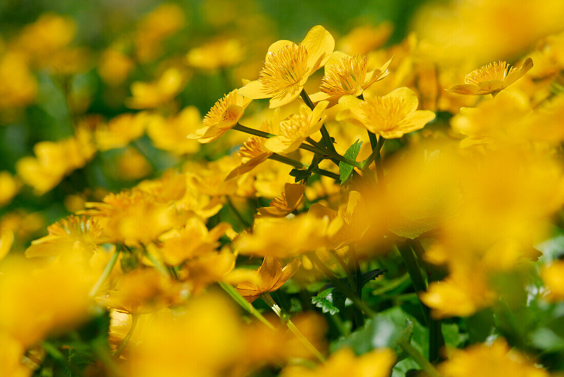 Sumpfdotterblumen, Kaisergebirge, Tirol, Österreich