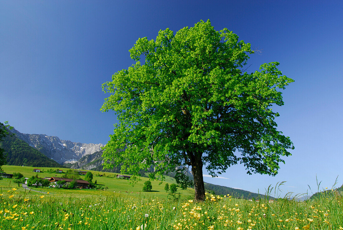 Meadow with deciduous tree, Zahmer Kaiser range in background, Kaiser range, Walchsee, Tyrol, Austria