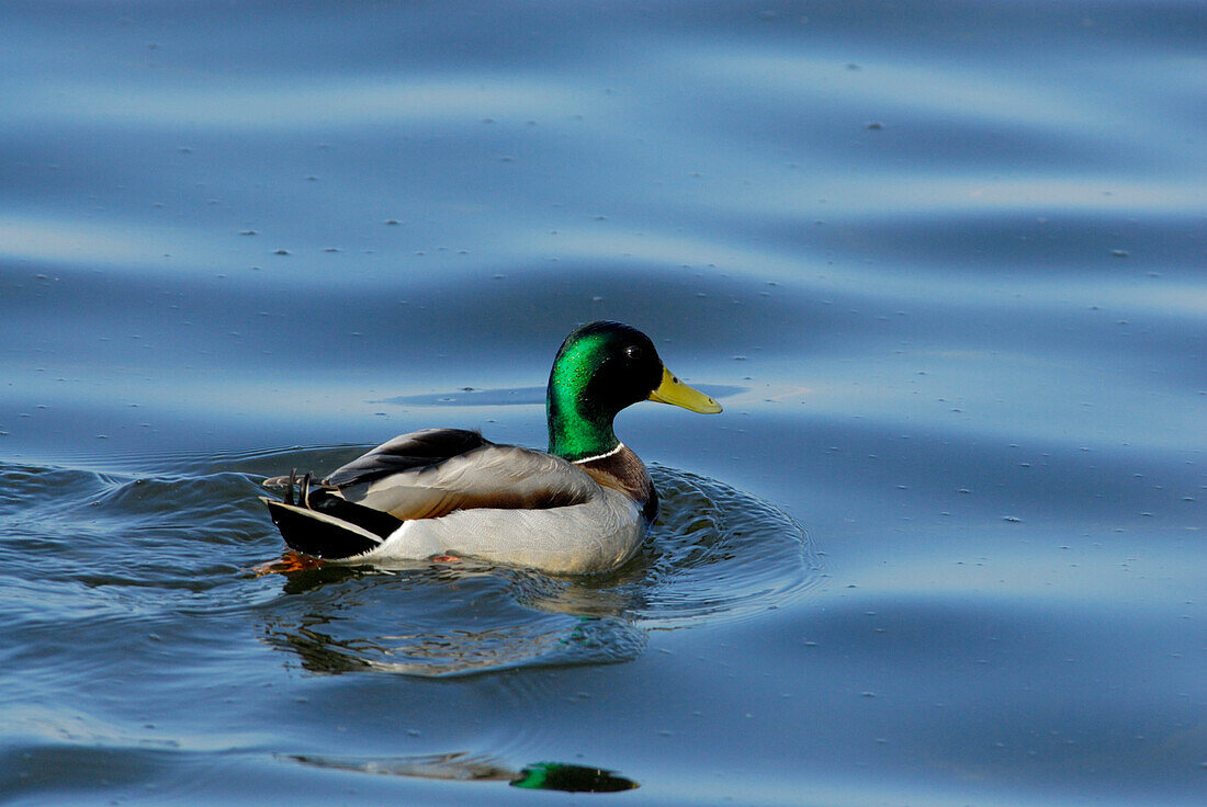 male mallard duck, lake Chiemsee, Chiemgau, Upper Bavaria, Bavaria, Germany