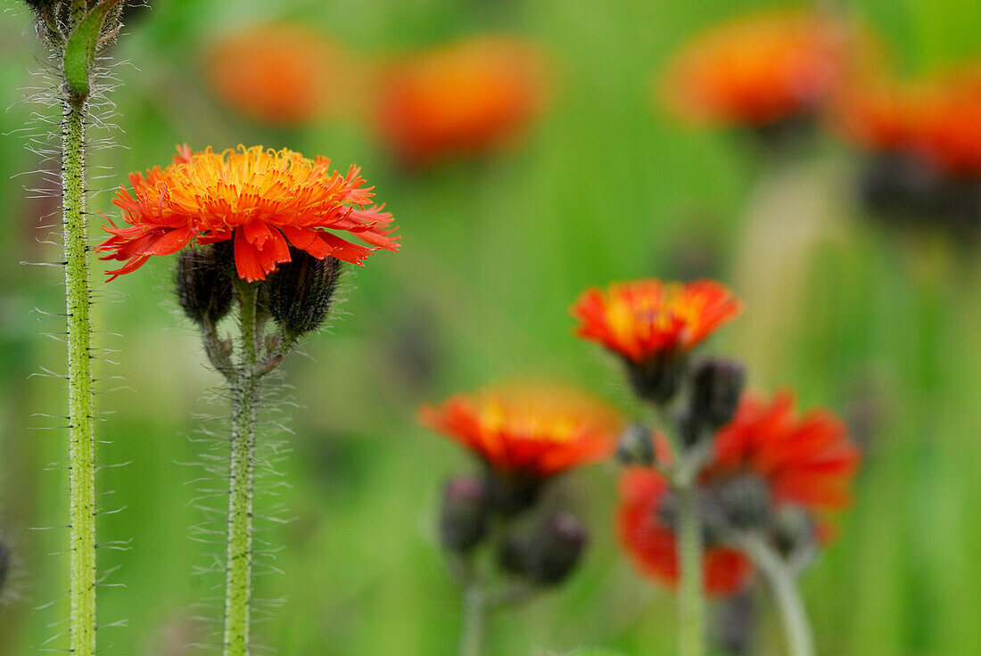 hawkweed