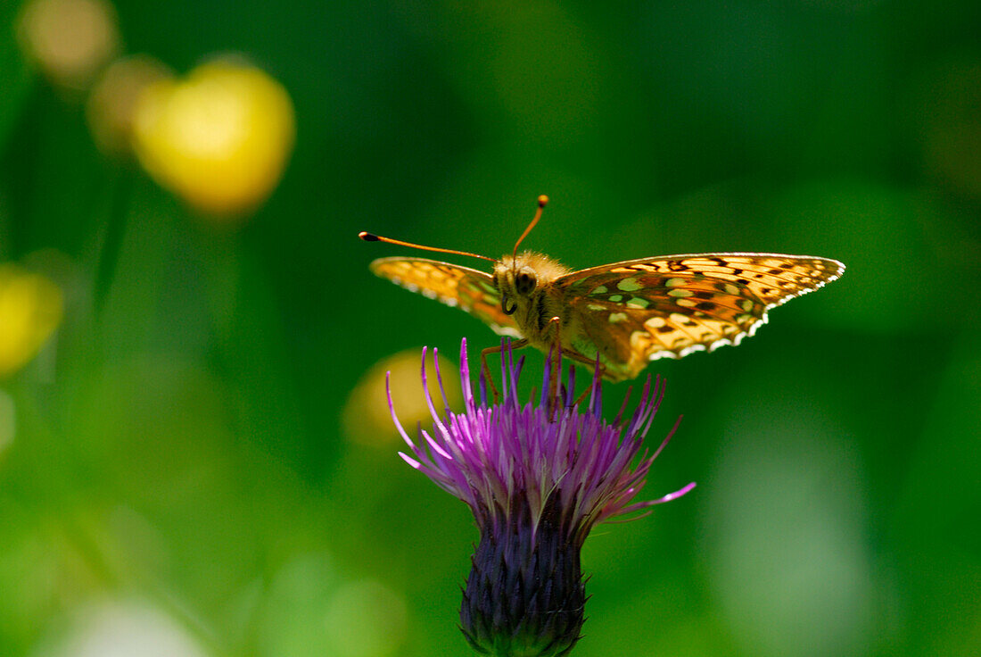 butterfly, Argynnis aglaia