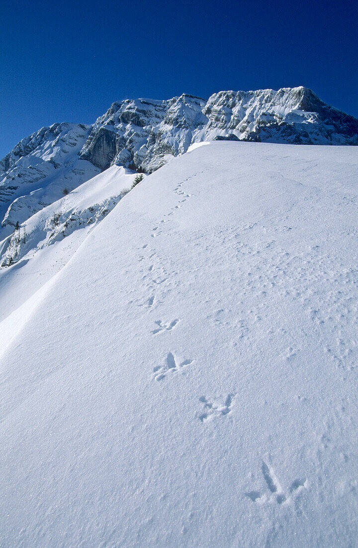 Spur eines Rauhfußhuhns unter der schneebedeckten Ostflanke des Hohen Gölls, Berchtesgadener Alpen, Oberbayern, Bayern, Deutschland