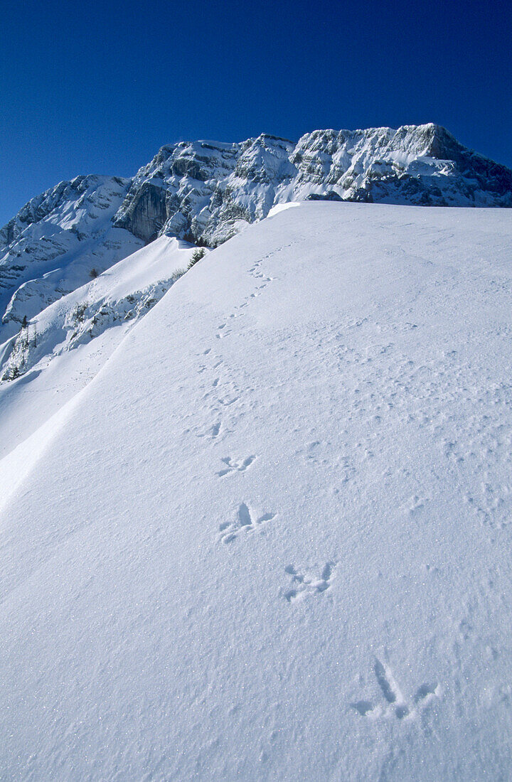 tracks of a grouse beneath the snow-covered east face of Hoher Göll, Berchtesgaden range, Upper  Bavaria, Bavaria, Germany