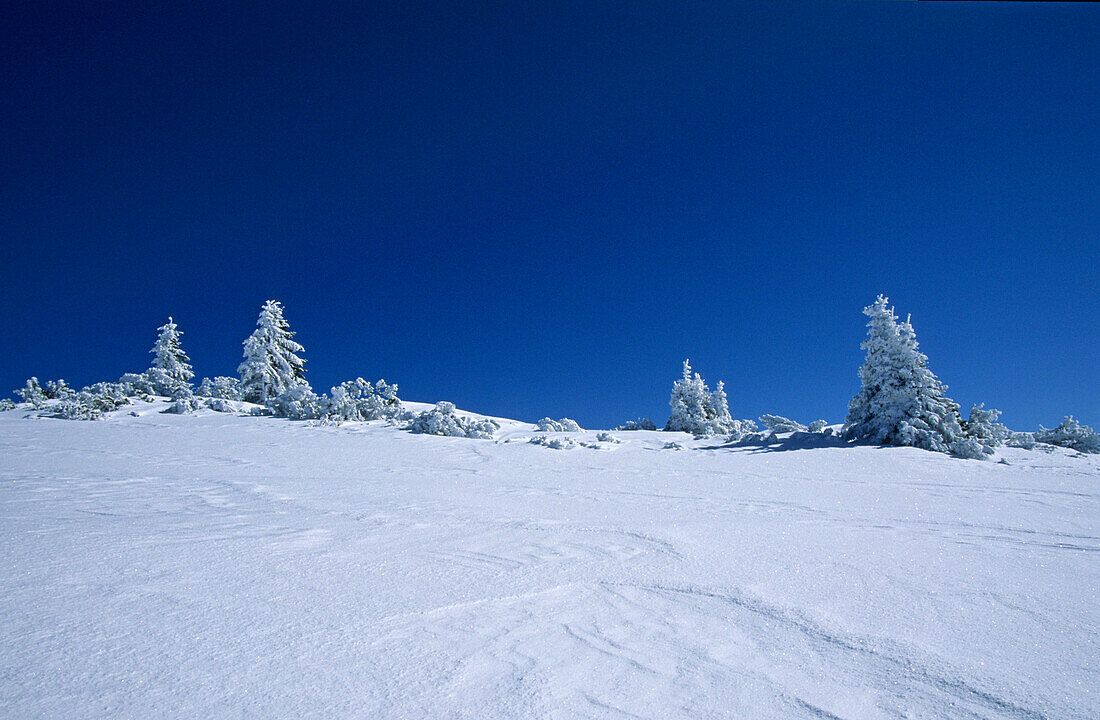 wind erosion in snow with deeply snow-covered fir trees, Fellhorn, Chiemgau range, Chiemgau, Upper Bavaria, Bavaria, Germany