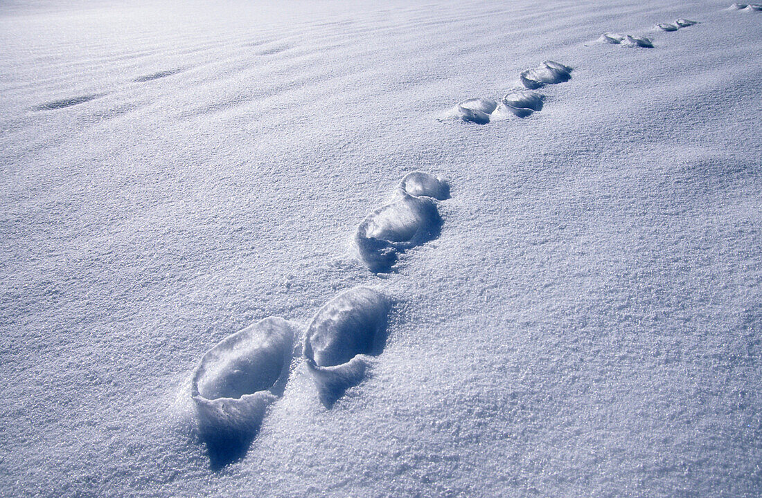 Hasenspur im Schnee, Chiemgau, Oberbayern, Bayern, Deutschland