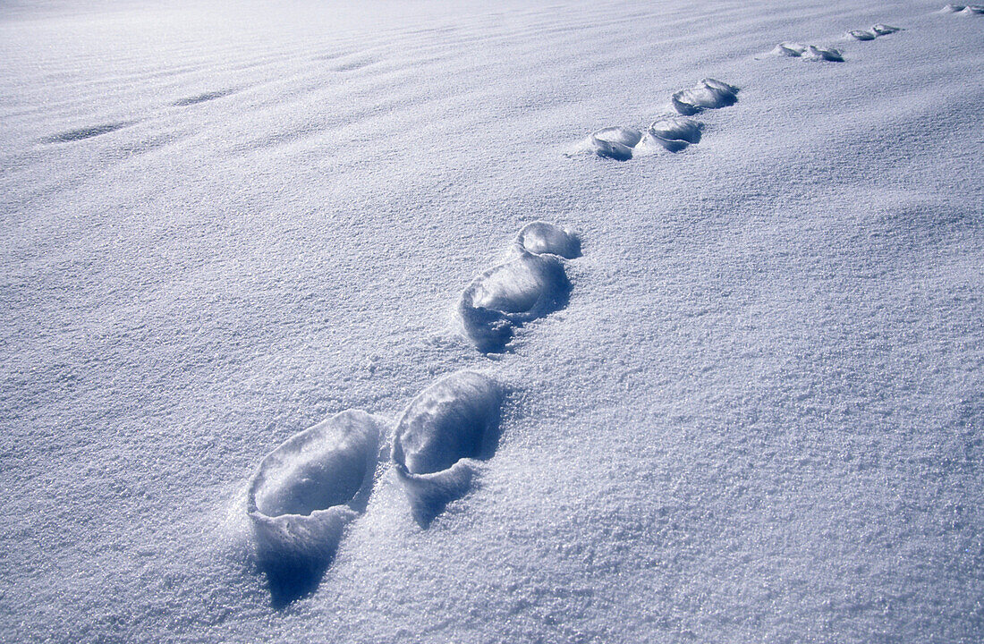 Rabbit track in snow, Chiemgau, Upper Bavaria, Bavaria, Germany