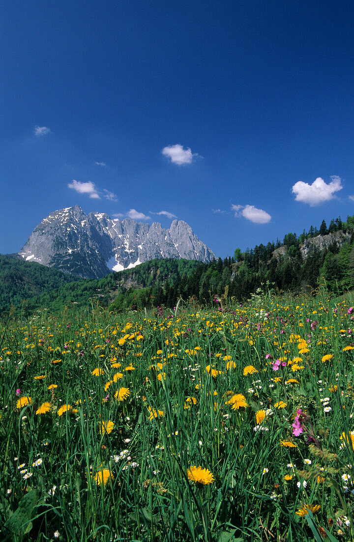 sea of dandelion with Maukspitze and Lärcheck, Wilder Kaiser range, Kaiser range, Tyrol, Austria