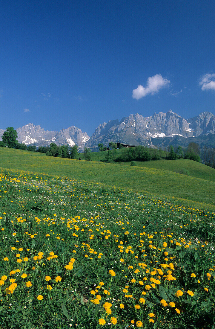 Blick auf den Wilden Kaiser mit traditionellem Bauernhof, Wilder Kaiser, Kaisergebirge, Tirol, Österreich
