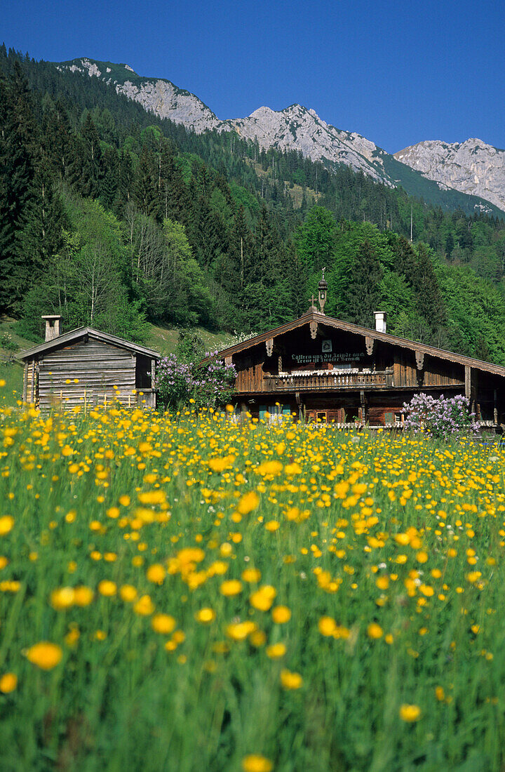 Almbauernhof Hinterkaiser mit Blumenwiese aus Hahenfuß, Kaisertal, Kaisergebigre, Tirol, Österreich