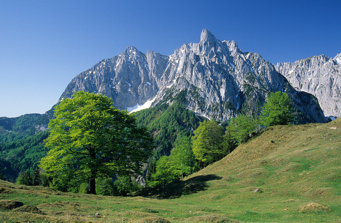 fresh green beeches with mountains Maukspitze and Lärcheck, Wilder Kaiser range, Kaiser range, Tyrol, Austria
