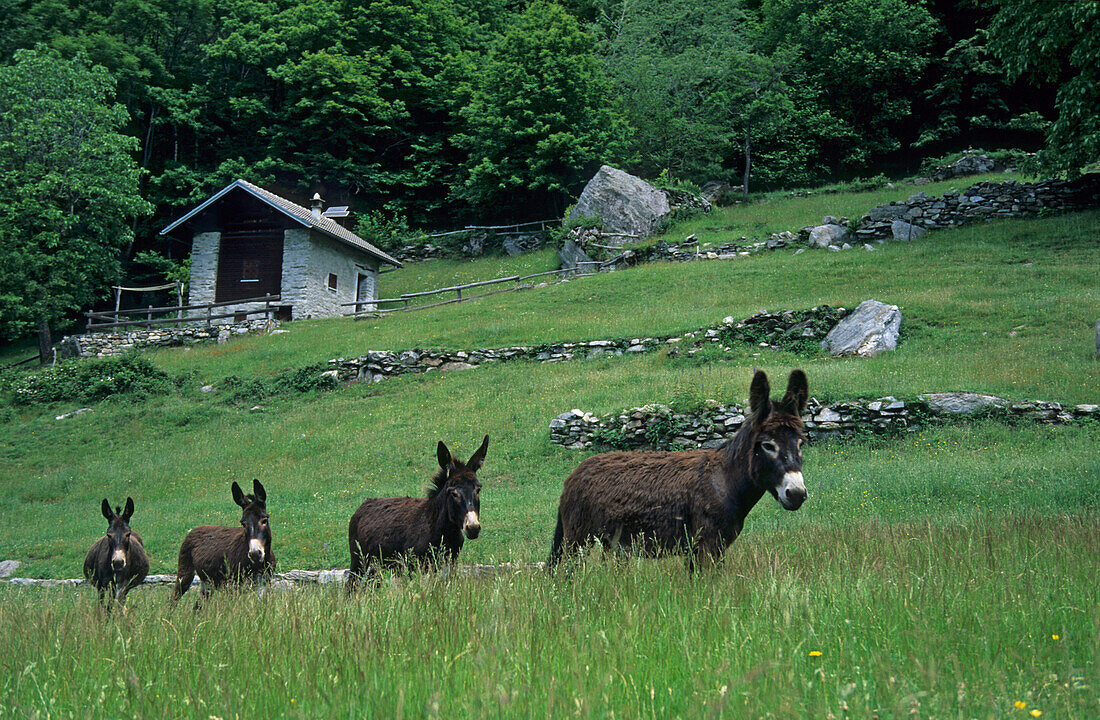 donkeys on the meadows of Dasile, Valchiavenna, Bergell, Italy