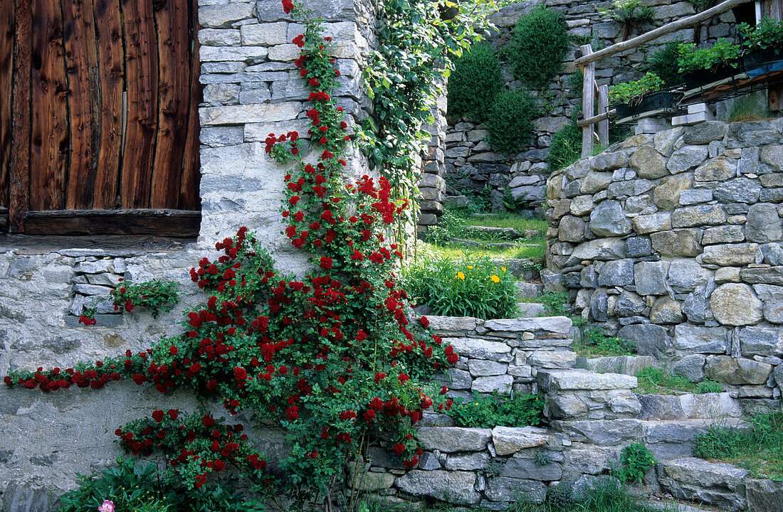 roses at farmhouse and stone steps, Savogno, Valchiavenna, Bergell, Italy