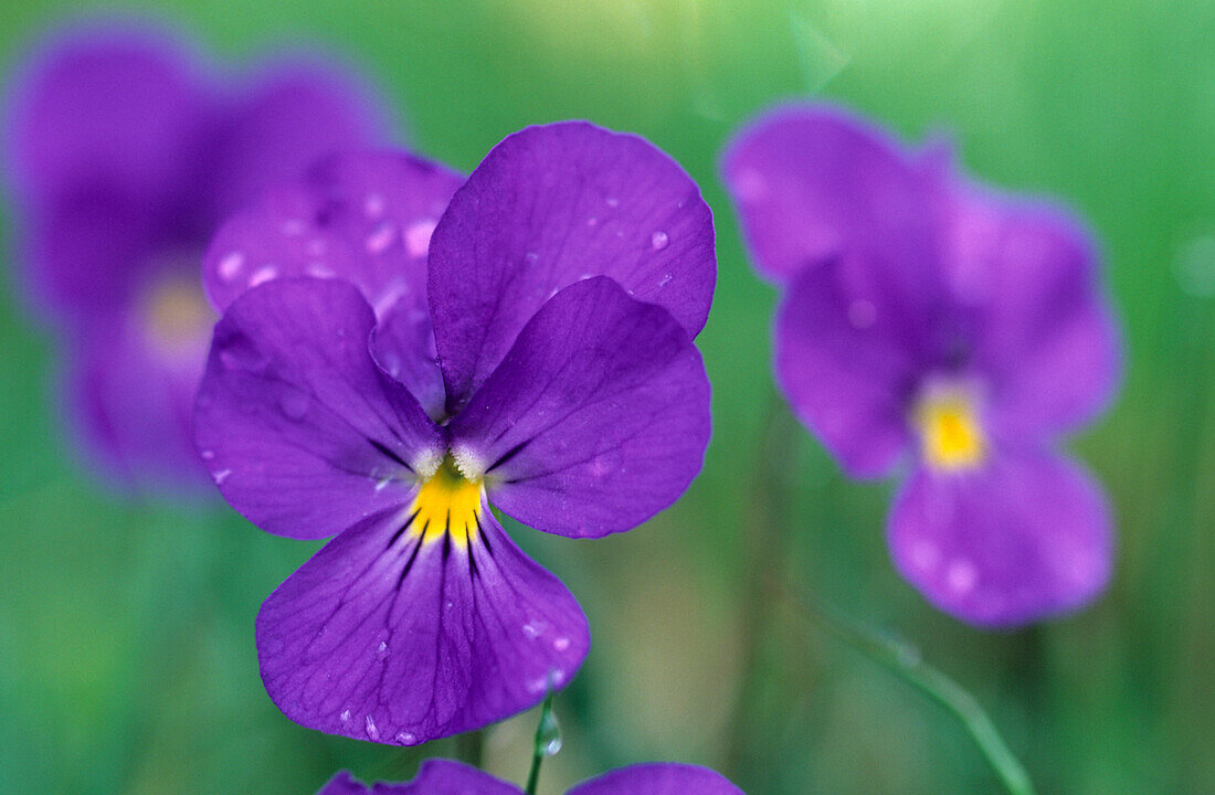 violet with raindrops