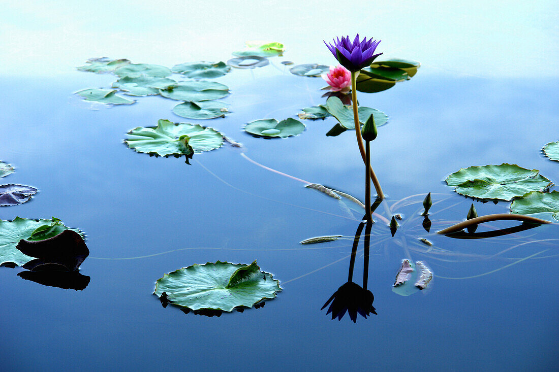 Close up of water lilies in a pond, Krabi, Thailand, Asia