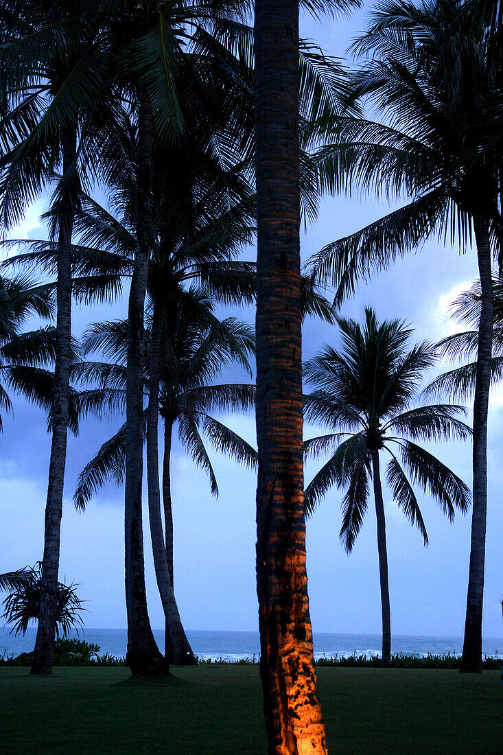 Palms in Phuket, Thailand, Asia