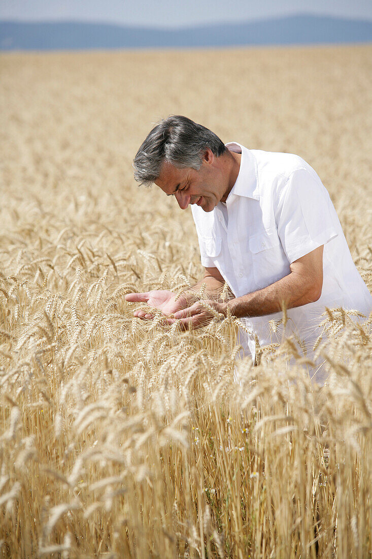 Man in a corn field, , Carinthia, Austria