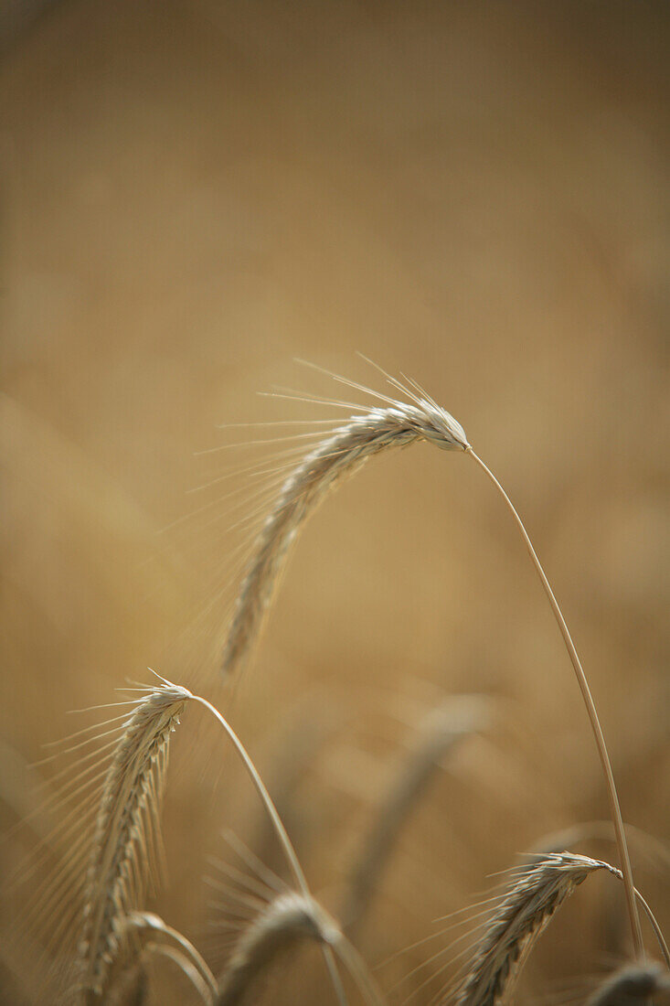 Riped cereal plants, , Carinthia, Austria