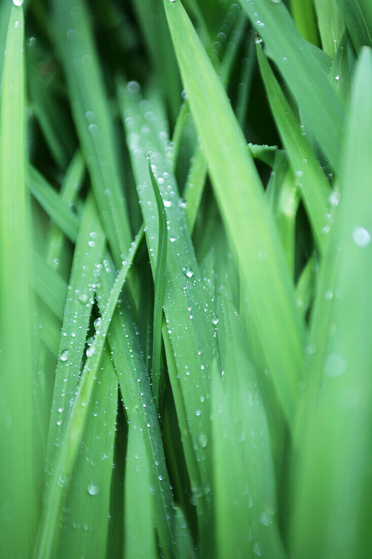 Grashalme mit Wassertropfen, Nahaufnahme