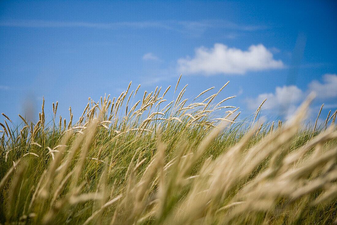 Grasses on Dunes, Henne Strand, Central Jutland, Denmark