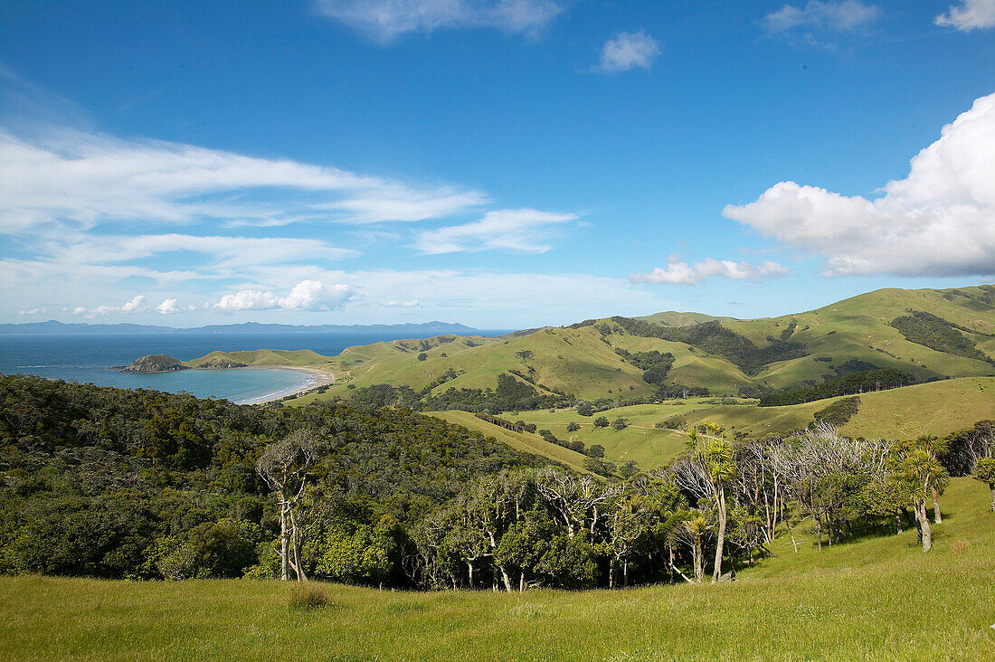 Grazing meadows for sheep, campground at the bay on the left, Port Jackson on the northern tip of Coromandel Peninsula, North Island, New Zealand