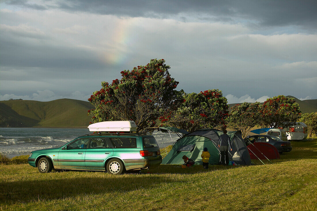 Campground at the beach, glooming Christmas trees, Port Jackson on the northern tip of Coromandel Peninsula, North Island, New Zealand