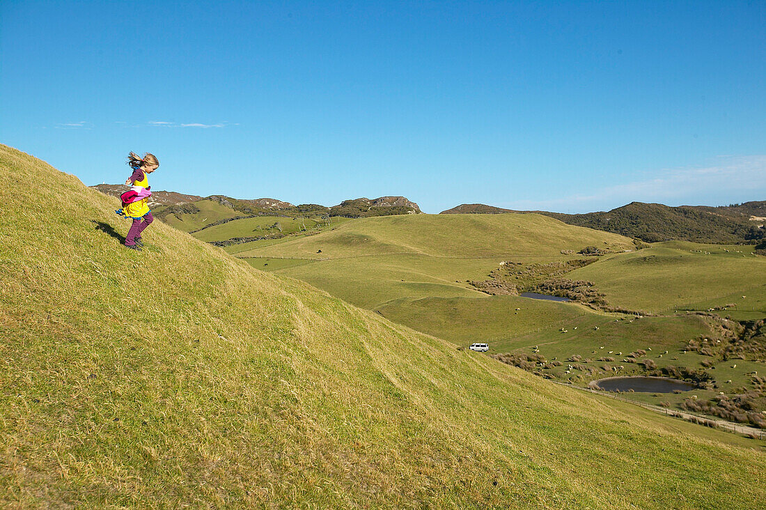 Girl running on farmland, grazing sheep, near Puponga, Golden Bay, northern coast of South Island, New Zealand