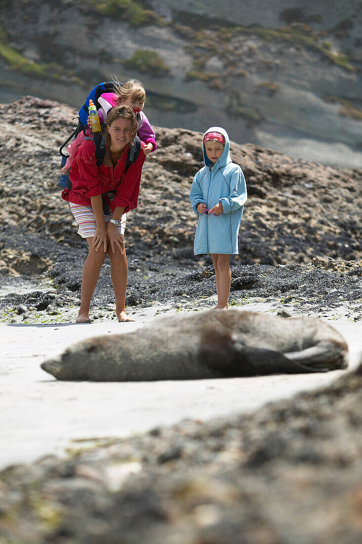 Watching New Zealand Fur Seal, Wharariki Beach, low tide, near Puponga, northwestern coast of South Island, New Zealand