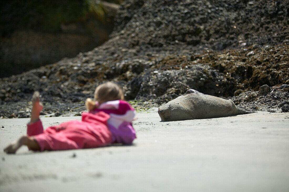 Child facing New Zealand Fur Seal, Wharariki Beach, low tide, near Puponga, northwestern coast of South Island, New Zealand