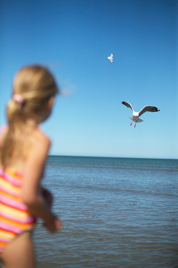 Mädchen (5 Jahre) füttert Möwen am Strand Kniepsand, Wittdün, Insel Amrum, Nordfriesische Inseln, Schleswig Holstein, Deutschland