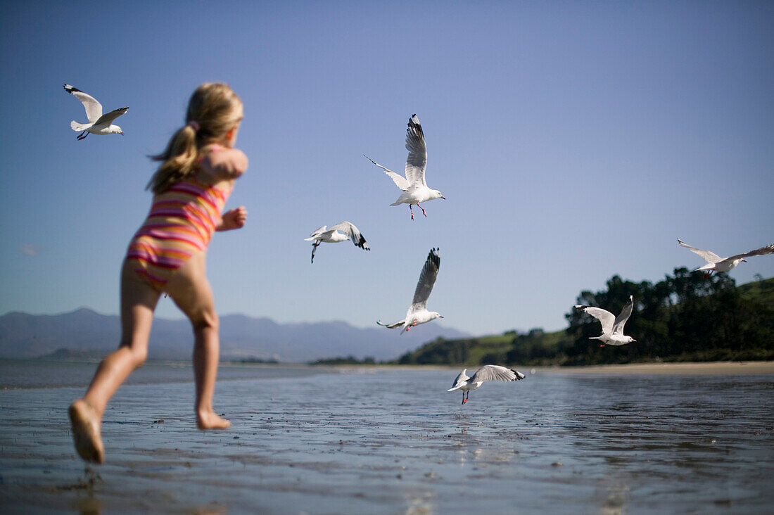 Girl hunting seagulls at Pakawau beach, Golden Bay, northern coast of South Island, New Zealand