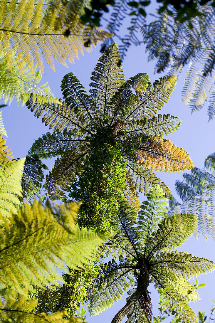 Ferntrees, forest roof, hiking at  Abel Tasman National Park, north coast of South Island, New Zealand