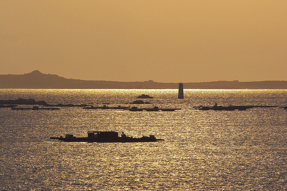 Muschelzucht bei Sonnenuntergang, O Grove, Ría de Arousa, Rías Bajas, Galicien, Spanien