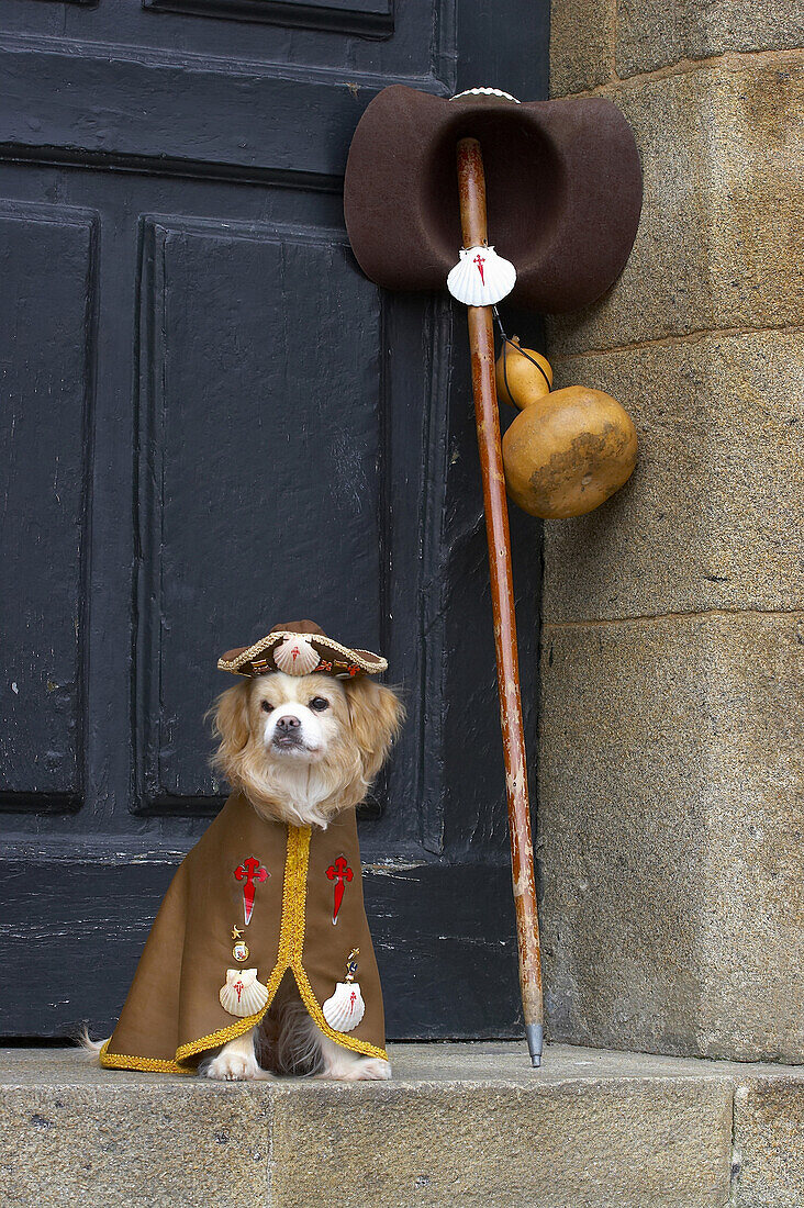 Pilgerhund, Hund in Pilgerkleidung, Praza do Obradoiro, Santiago de Compostela, Galicien, Spanien