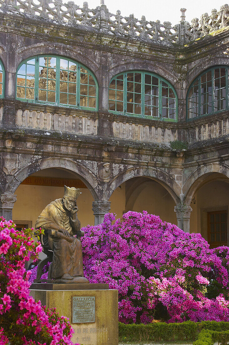 Azaleas in spring outside Colegio de Fonseca, Santiago de Compostela, Galicia, Spain