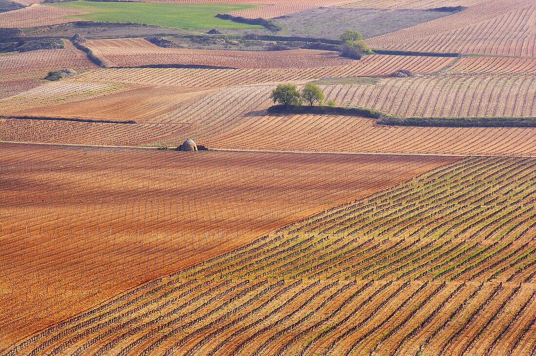 Weinfelder und Weinlandschaft am Ebro in Frühling, La Rioja, Spanien