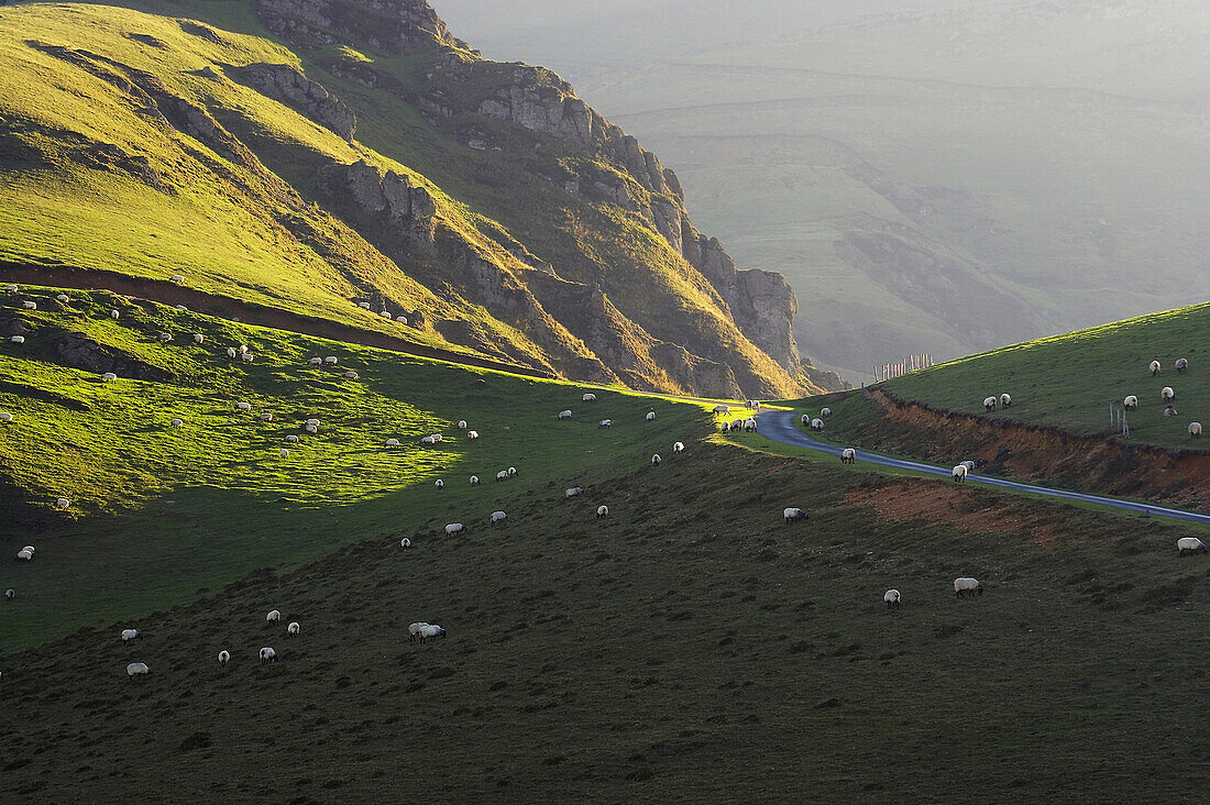 Gebirge mit Schafherde bei Sonnenuntergang, Schafe, Bosque del Irati, Pyrenäen, Navarra, Spanien