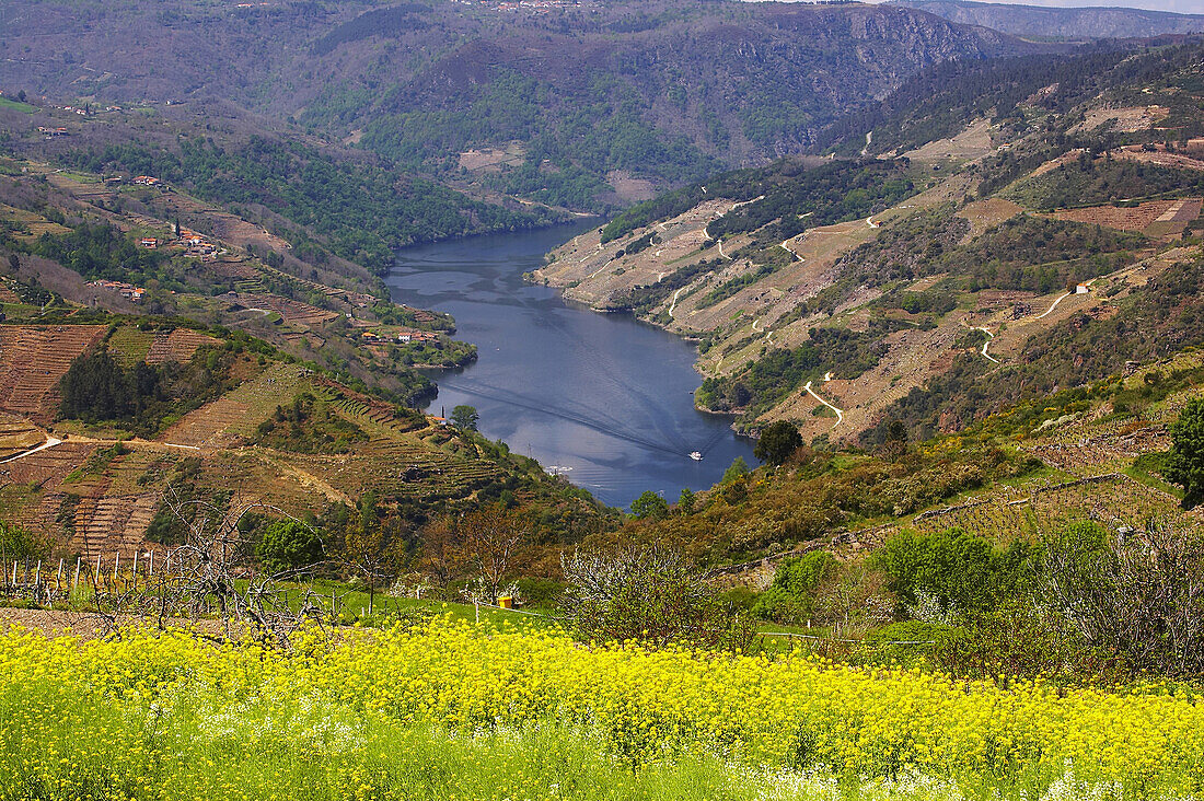 Blick über den Fluß, La Ribeira Sacra, und Schlucht, Gargantas del Sil im Frühling, Galicien, Spanien