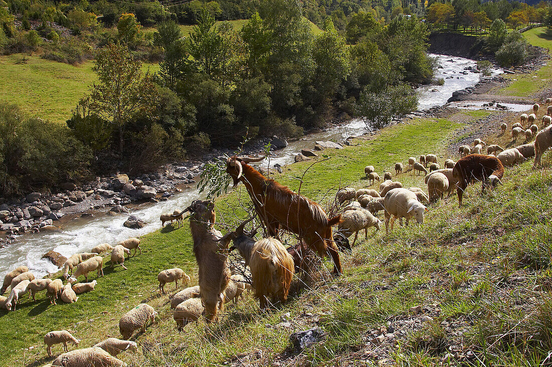 Landsape with sheep and goats near the village of Canfranc, Puerto de Somport, Huesca, Aragon, Spain