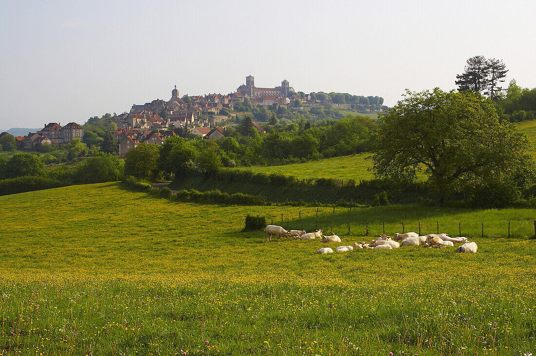 View of the town with former monastery church Sainte-Madelaine, landscape and cows, Via Lemovicensis, Vézelay, Department Yonne, France