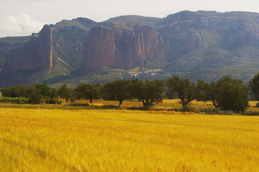 Landscape early in summer with cornfield and village inbackground, Los Mallos de Riglos, Aragon, Spain