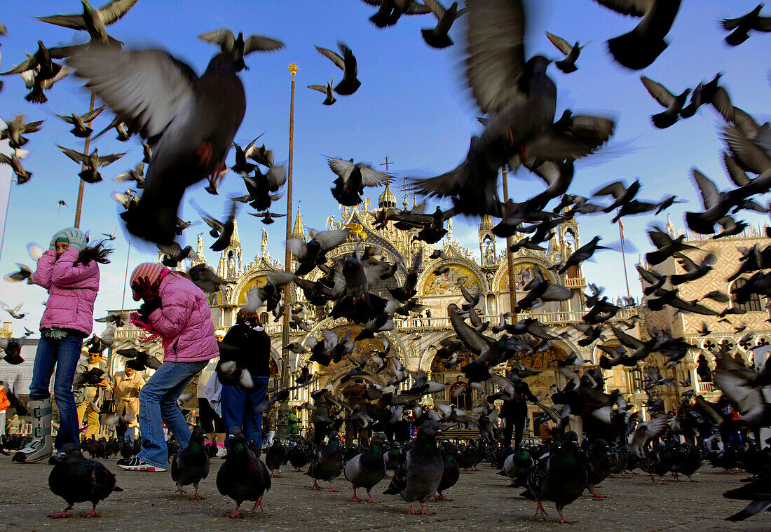 Flock of doves, Piazza San Marco, Venice, Veneto, Italy