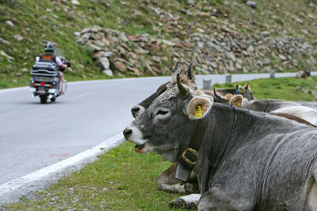 Motorradtour Timmelsjoch, Motorradtour im Juni über Alpenpässe, Österreich, Passstrasse, Alpenpass, Motorradfahrer auf Passhöhe, Almkuh, Almkühe, Glocke