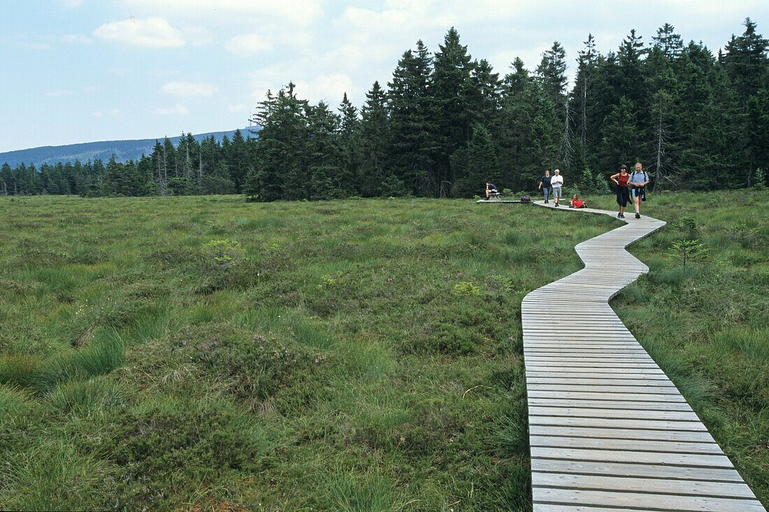 Torfhaus, walking track, boardwalk across moor landscape, Harz Mountains, Lower Saxony, northern Germany