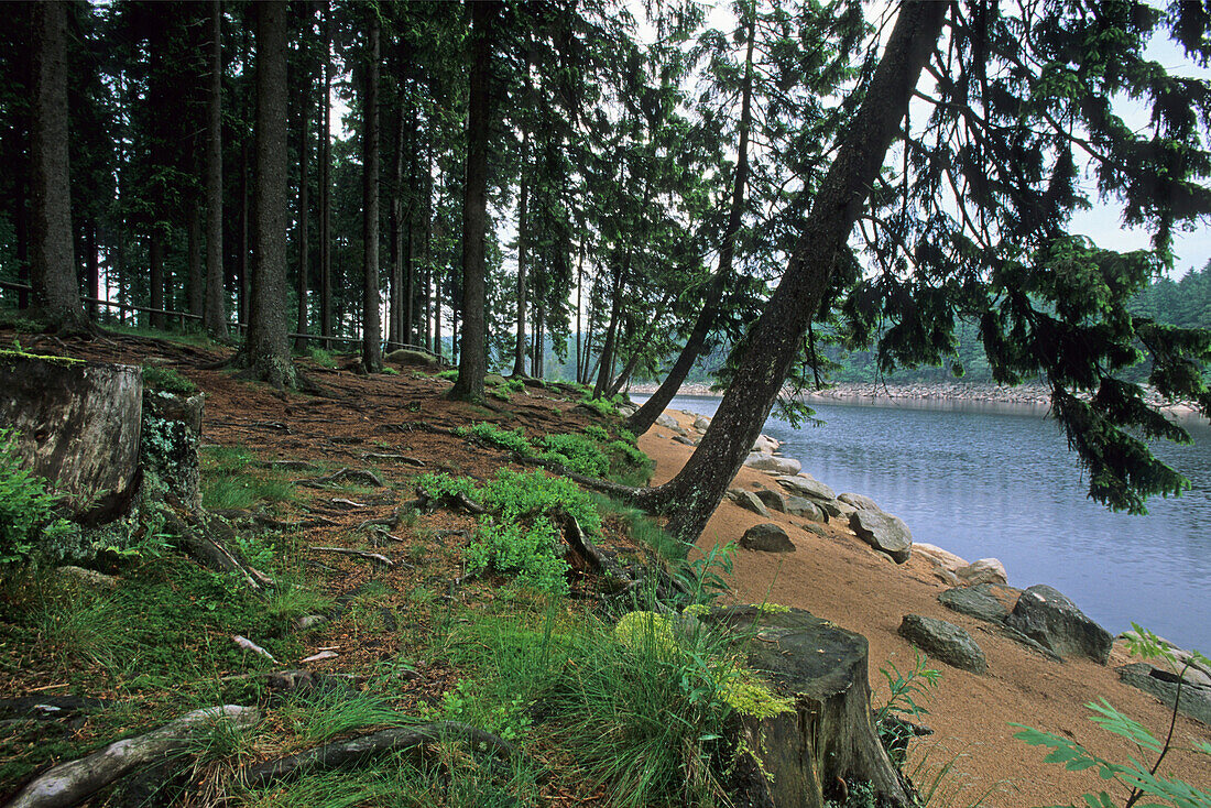 Oderteich reservoir, walking track, Harz Mountains, Lower Saxony, northern Germany